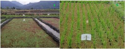 Rice straw incorporation and Azolla application improves agronomic nitrogen-use-efficiency and rice grain yields in paddy fields
